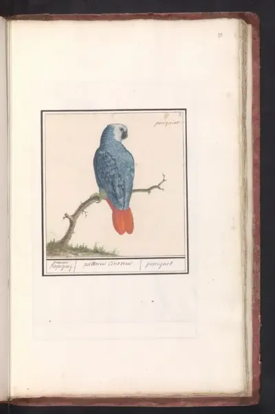 Grijze roodstaartpapegaai (Psittacus erithacus)
