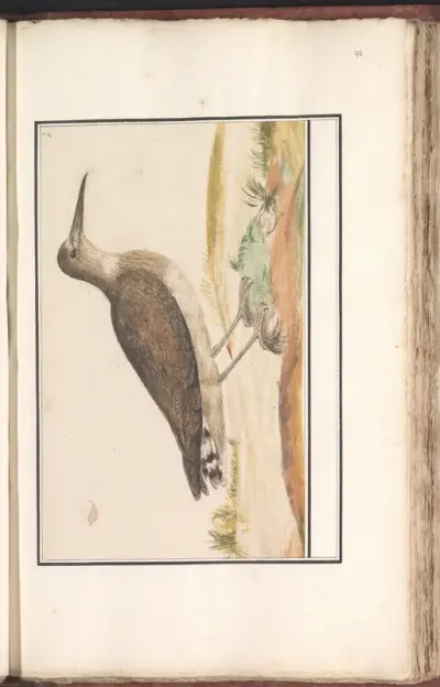 Grijze snip (Limnodromus)