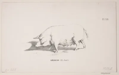 Griseso
