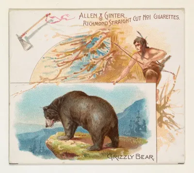 Grizzly Bear, from Quadrupeds series (N41) for Allen & Ginter Cigarettes