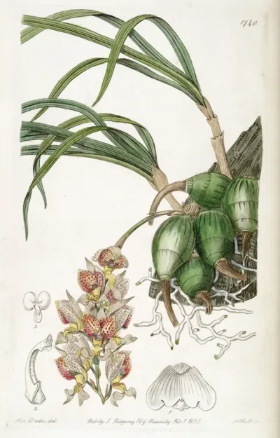Grobya amherstiae