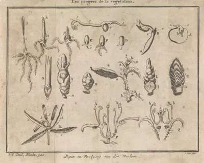 Groei van planten en bloemen