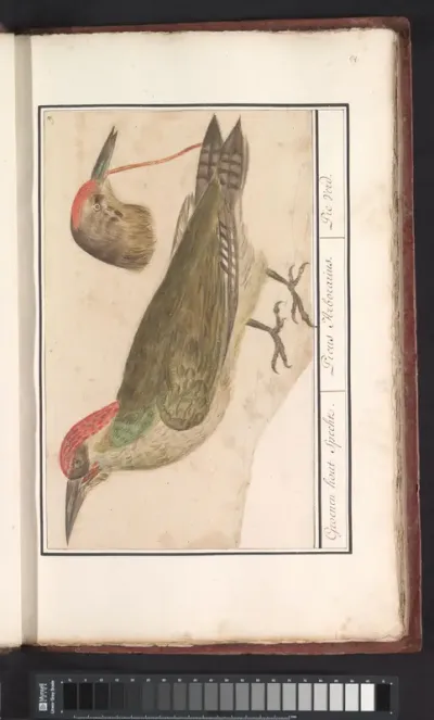 Groene specht (Picus viridis)