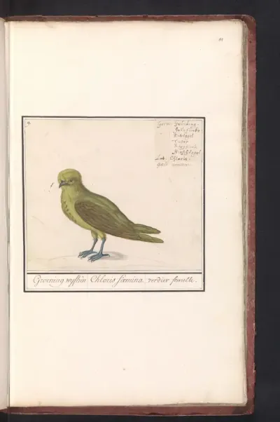 Groenling (Chloris chloris)