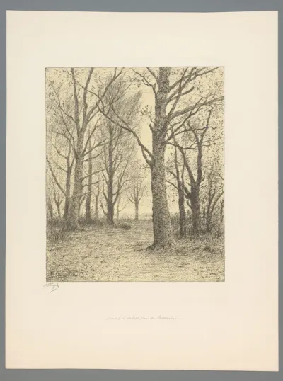Groep bomen bij Sassenheim