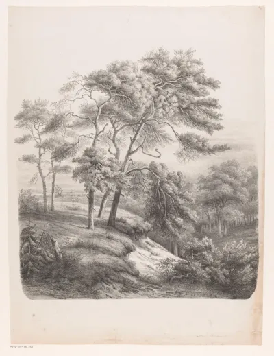 Groep bomen in een heuvelachtig landschap