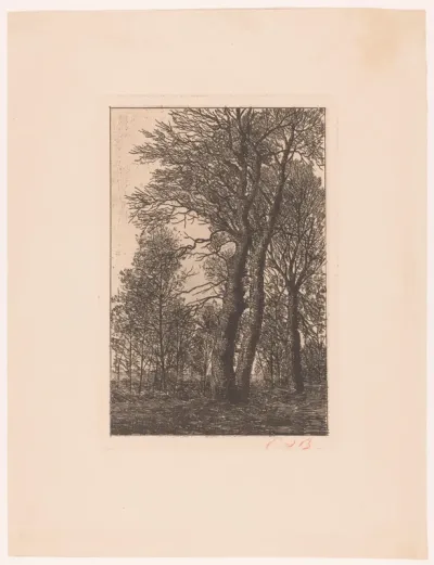 Groep bomen