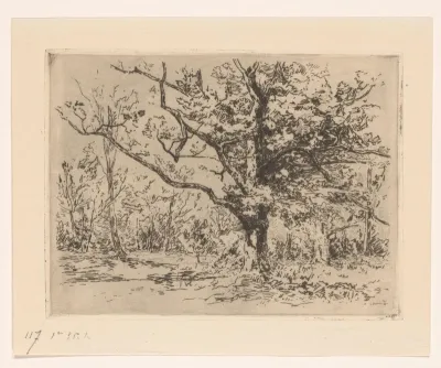 Groep eikenbomen