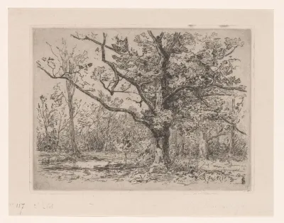 Groep eikenbomen