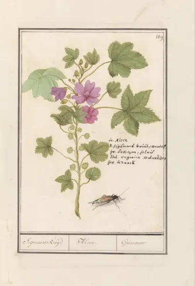 Groot kaasjeskruid (Malva sylvestris)