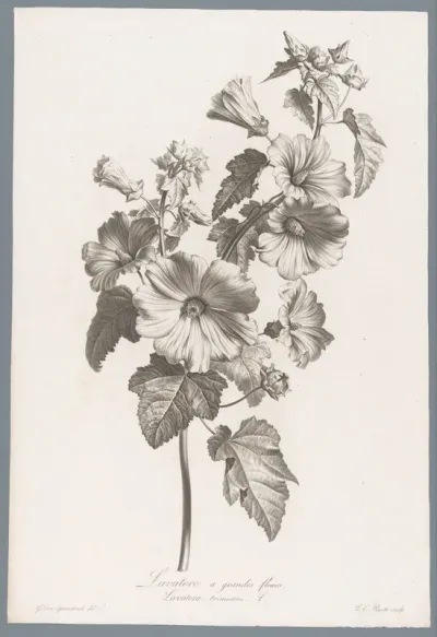 Grootbloemige lavatera