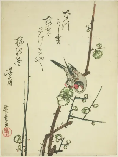 Grosbeak on plum