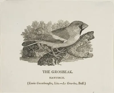 Grosbeak