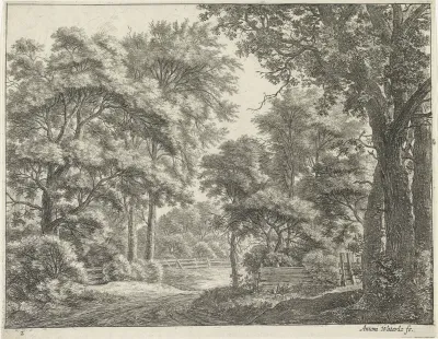 Grote bomen aan weerszijden van een pad