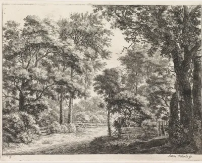 Grote bomen aan weerszijden van een pad