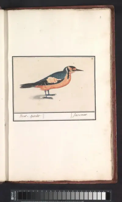Grote bonte specht (Dendrocopos major)