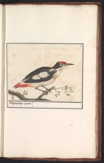 Grote bonte specht (Dendrocopos minor)