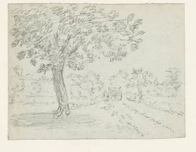 Grote boom bij een landweg