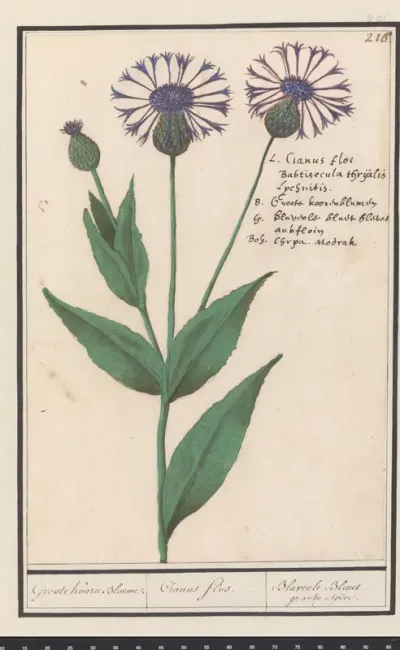 Grote centaurie (Centaurea scabiosa)