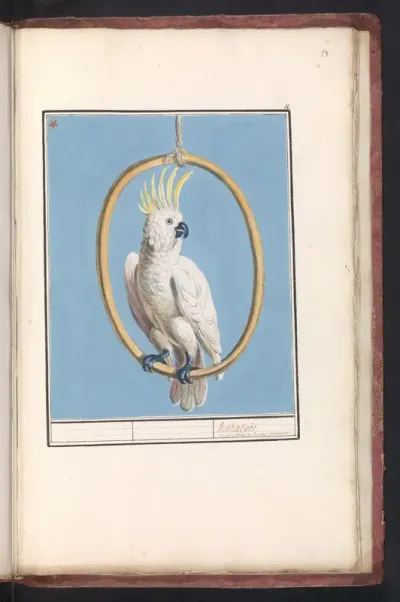 Grote geelkuifkaketoe (Cacatua galerita)