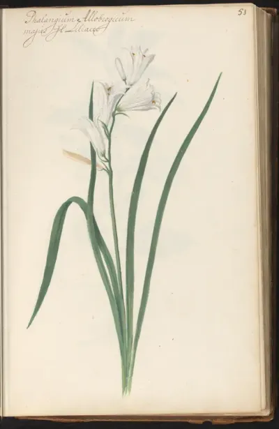 Grote graslelie (Anthericum liliago)