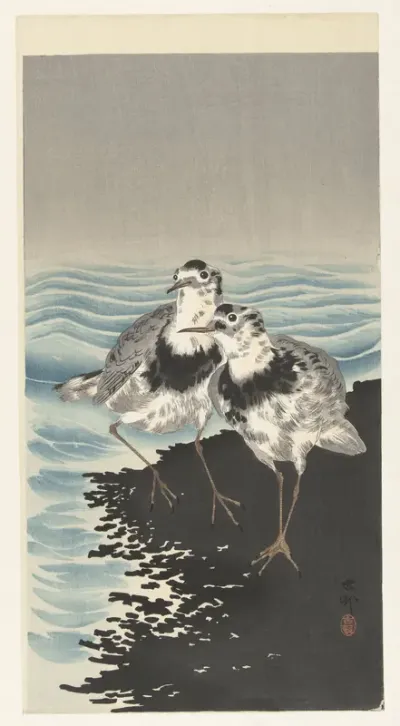 Grote kanoetstrandlopers