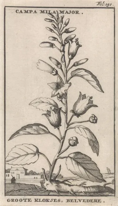 Grote klokjes