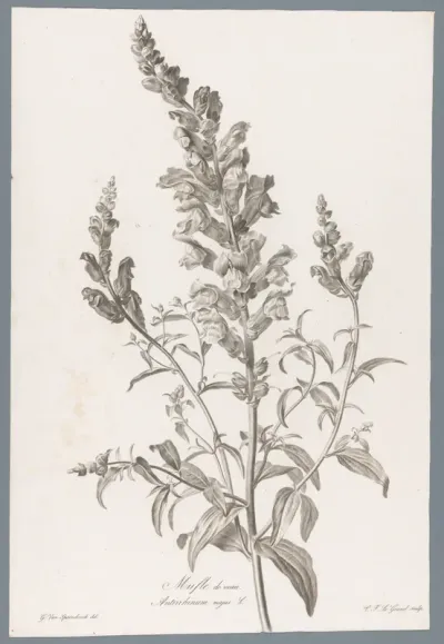 Grote leeuwenbek