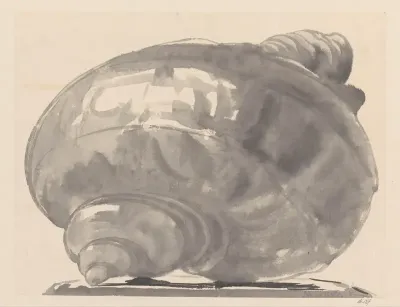 Grote schelp