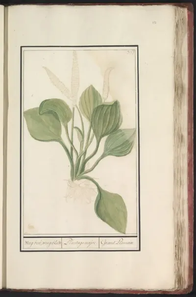 Grote weegbree (Plantago major)