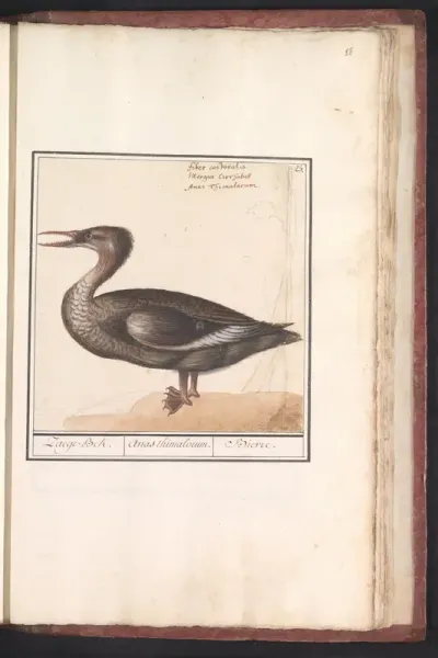 Grote zaagbek (Mergus merganser)