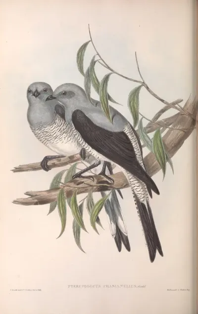 Ground Graucalus