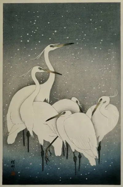 Group of Egrets in snow