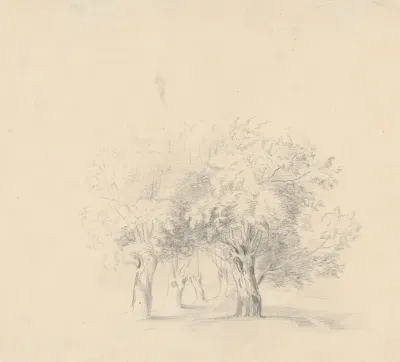 Group of Leafy Trees