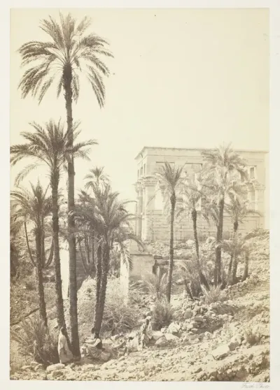 Group of Palms