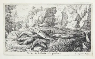 Grundling (Gabius siue fundulus)
