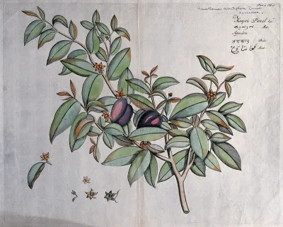 Guatteria acutiflora Dunal: branch with flowers and fruit and separate flowers, some with subtending leaf