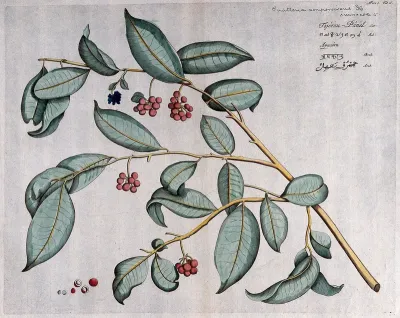 Guatteria sempervirens DC.: branch with flowers and fruit and sections of fruit and seed