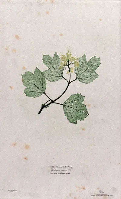 Guelder rose (Viburnum opulus): flowering and fruiting stem