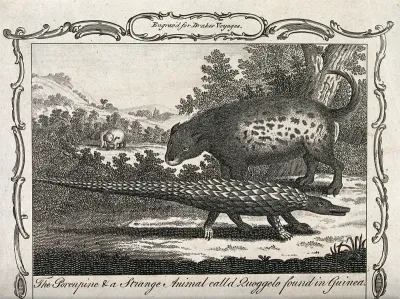 Guinea: an animal identified as a porcupine and another animal resembling a pangolin, standing in a tropical forest with elephants grazing in the background