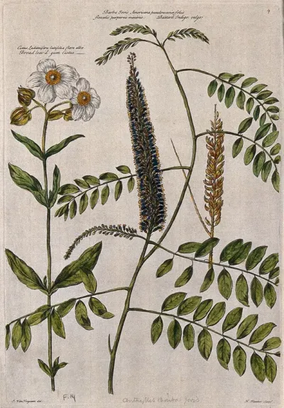 Gum cistus (Cistus ladanifer L.) and bastard indigo (Amorpha fruticosa L.): flowering and fruiting stems