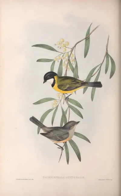 Guttural Pachycephala
