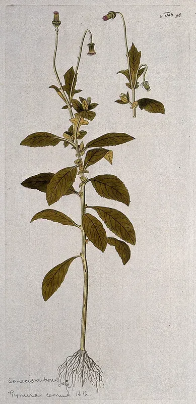 Gynura cernua Benth.: entire flowering plant with separate flowering stem
