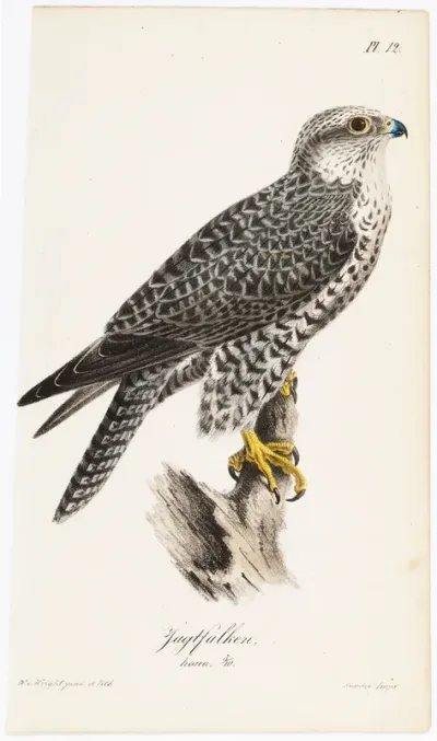 Gyrfalcon, Female, Illustration for Tidskrift för jägare och naturforskare