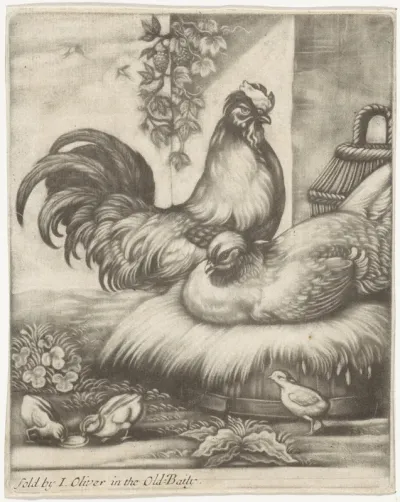 Haan en hen