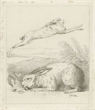 Haas en konijn
