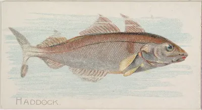 Haddock, from the Fish from American Waters series (N8) for Allen & Ginter Cigarettes Brands