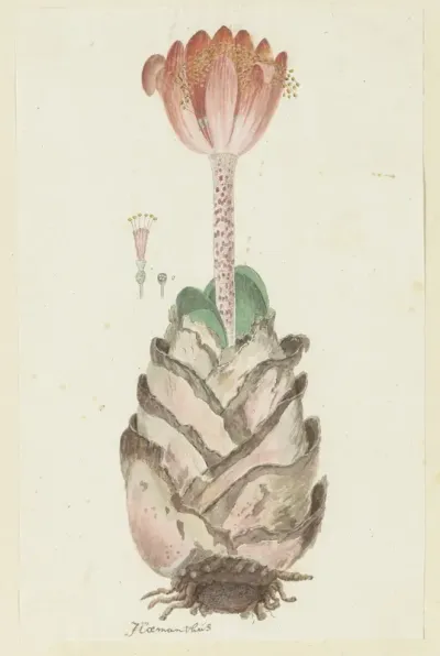 Haemanthus coccineus L.