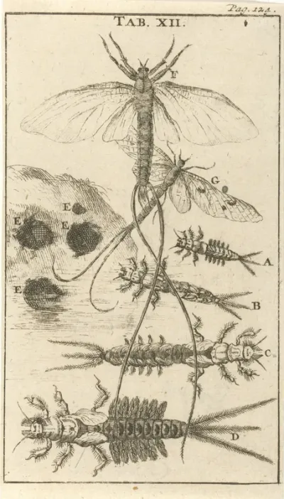 Haften XII