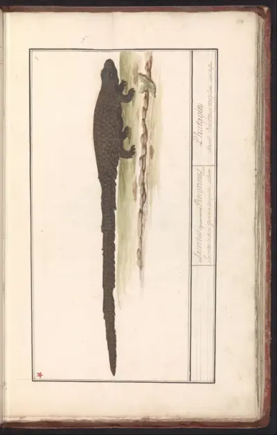 Hagedis (Lacertilia)